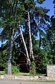 Opatovick borovice v zmeckm parku  strom roku 2014