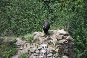 Žumberk – prostor hradu (důkladně) spásají kozy