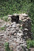 Žumberk – prostor hradu (důkladně) spásají kozy