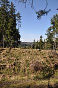 Sviňomazský hrádek – pohled z předhradí na val, příkopem vede lesní cesta