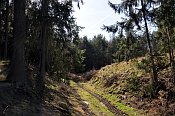 Sviňomazský hrádek – lesní cesta vedoucí příkopem mezi předhradím a valem