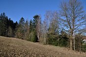 Ústrašín – pohled k tvrzišti (za okrajem lesa v levé části) z pole