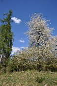 Cizkrajov – kvetoucí třešeň jako dominanta tvrziště