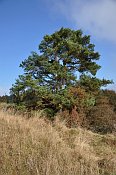 Petrovice – dominantní borovice na východním valu