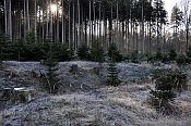Stoupec – pohled z tvrziště k lesu na jihu