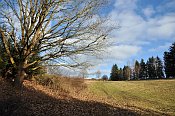 Pechburg – mohutný strom, od nějž vede nenápadná pěšina lesem k hradu