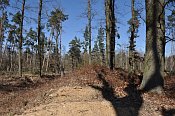 Dřenice – nedávnými lesními pracemi poškozený val