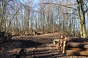 Velké Březno – pohled z rozcestí pod hradem