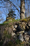 Rotenfels