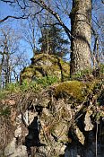 Rotenfels