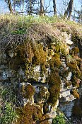 Rotenfels