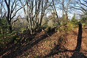 Rotenfels