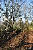 Rotenfels