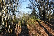 Rotenfels