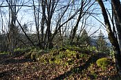 Rotenfels