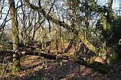 Rotenfels