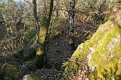Rotenfels