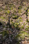 Altenburg  kamenn su v prostoru jdra
