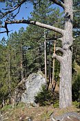 Gutenstein – pohled ze skalního bloku před hradem na pokračující hřeben