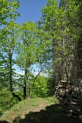 Reinsberg