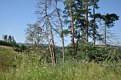 dengrossau  hradn jdro