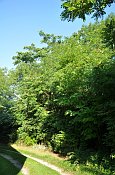 Althflein  Kapellenberg  hradn pkop