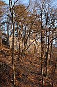 Scharfeneck