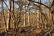 Scharfeneck – prostor hradu