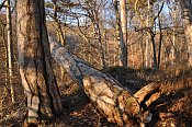 Scharfeneck – prostor hradu
