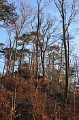 Scharfeneck