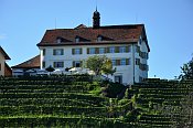 Dottenwil