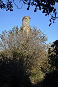 Torre Segata